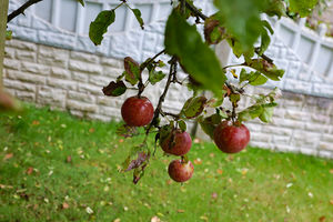 Photo 5- click for photo gallery